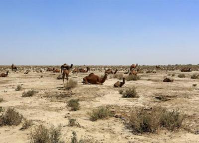 تالاب جازموریان برهوتی بی آب و علف