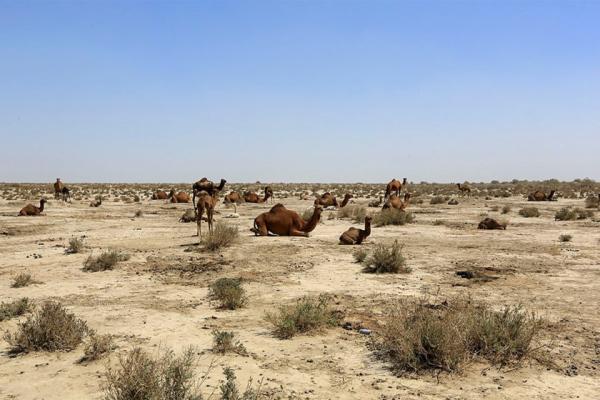 تالاب جازموریان برهوتی بی آب و علف